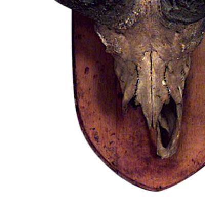 Rustic Water Buffalo Skull Taxidermy