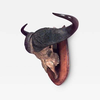 Rustic Water Buffalo Skull Taxidermy