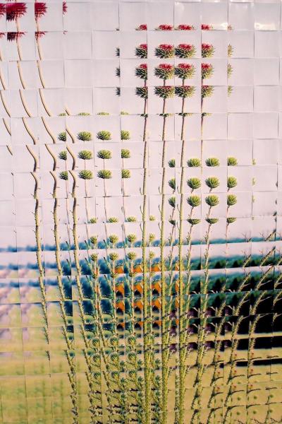 Rusty Scruby Rusty Scruby Photographic Reconstruction Titled Jim Miller Thistle 2005