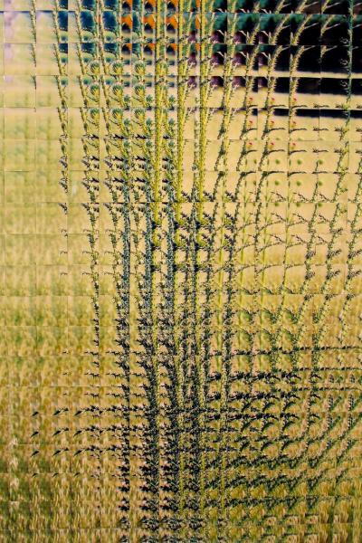 Rusty Scruby Rusty Scruby Photographic Reconstruction Titled Jim Miller Thistle 2005