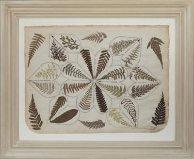 SET OF FOUR 19TH CENTURY FRAMED PRESSED FERNS FROM JAMAICA