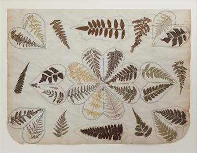 SET OF FOUR 19TH CENTURY FRAMED PRESSED FERNS FROM JAMAICA