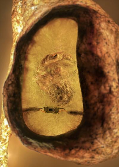 Sabrina Merayo Nu ez Sensorium Wall Light