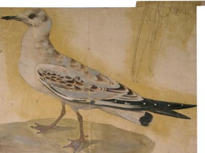 Samuel Daniell ALBUM OF FIELD SKETCHES OF INDIAN AND SRI LANKAN BIRDS