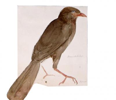 Samuel Daniell ALBUM OF FIELD SKETCHES OF INDIAN AND SRI LANKAN BIRDS