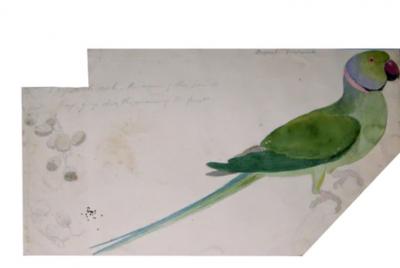 Samuel Daniell ALBUM OF FIELD SKETCHES OF INDIAN AND SRI LANKAN BIRDS