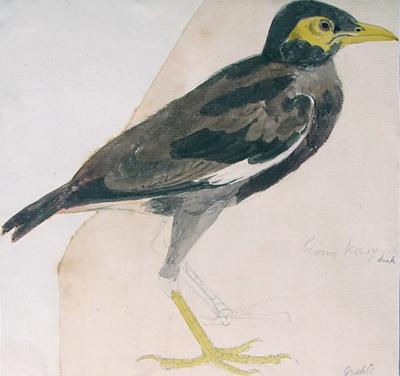 Samuel Daniell ALBUM OF FIELD SKETCHES OF INDIAN AND SRI LANKAN BIRDS
