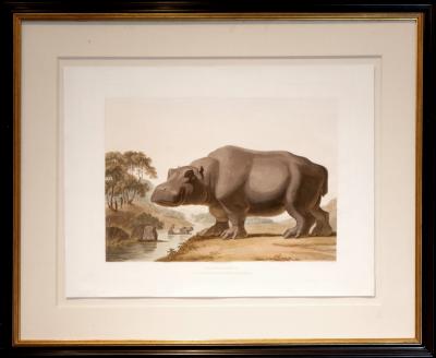 Samuel Daniell The Hippopotamus