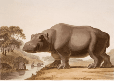 Samuel Daniell The Hippopotamus