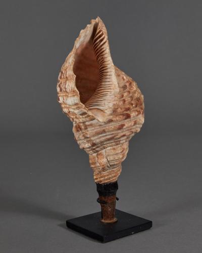 Samurai Horagai Conch Shell Trumpets