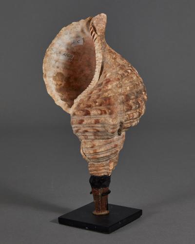 Samurai Horagai Conch Shell Trumpets