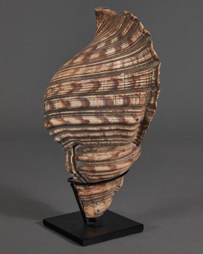 Samurai Horagai Conch Shell Trumpets