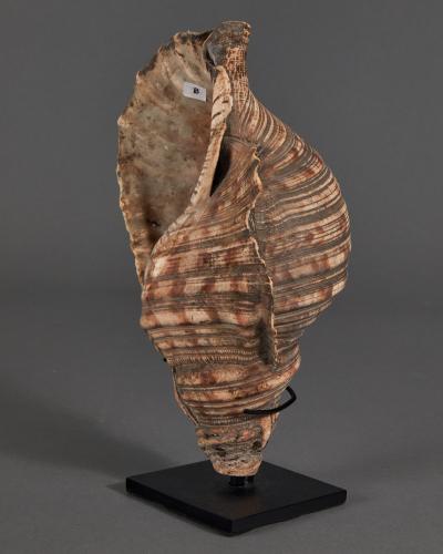 Samurai Horagai Conch Shell Trumpets