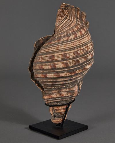 Samurai Horagai Conch Shell Trumpets