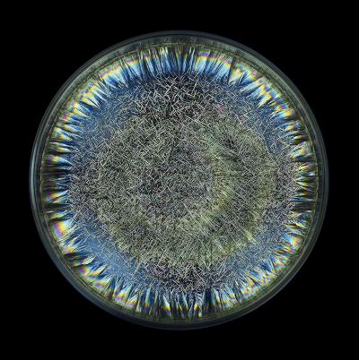 Seb Janiak Morphogenetic Field AB Negative Blood Abstract photography 2016
