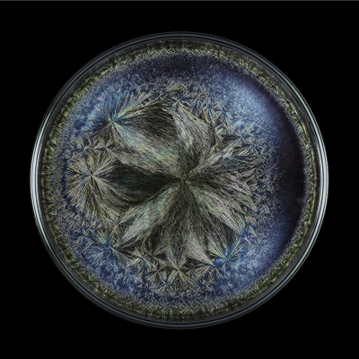 Seb Janiak Morphogenetic Field Beluga caviar Abstract photography 2016