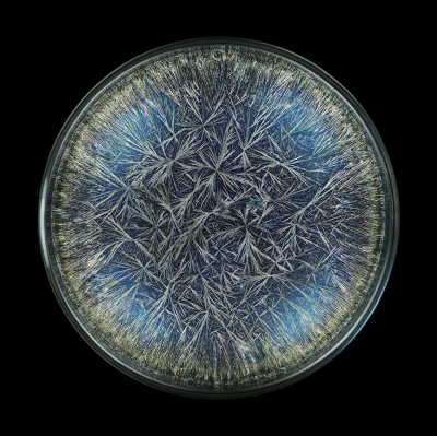 Seb Janiak Morphogenetic Field Dandelion Pissenlit Abstract photography 2016