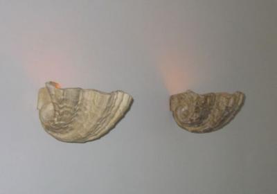 Serge Roche 4 Plaster Sconces by Serge Roche France 1930