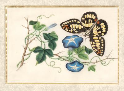 Set Of Four Chinese Export Framed Pith Paper Watercolors Of Plants And Insects