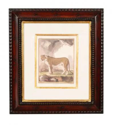 Set Of Four Engravings Of African Animals