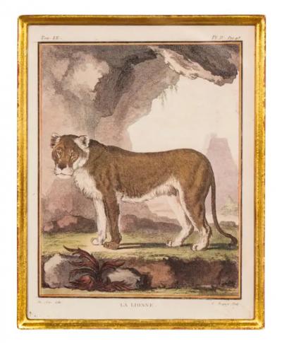 Set Of Four Engravings Of African Animals