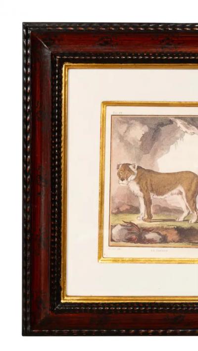 Set Of Four Engravings Of African Animals