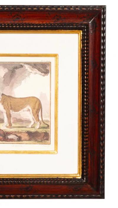 Set Of Four Engravings Of African Animals
