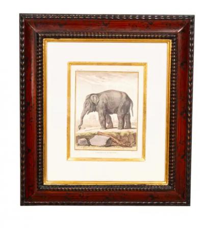 Set Of Four Engravings Of African Animals