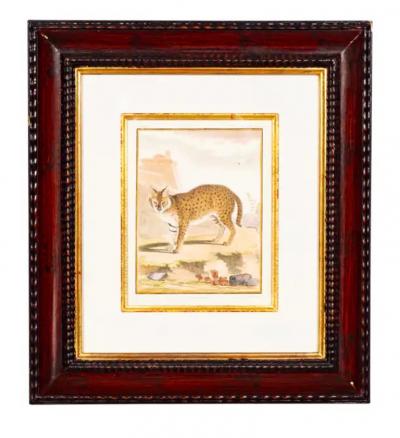 Set Of Four Engravings Of African Animals
