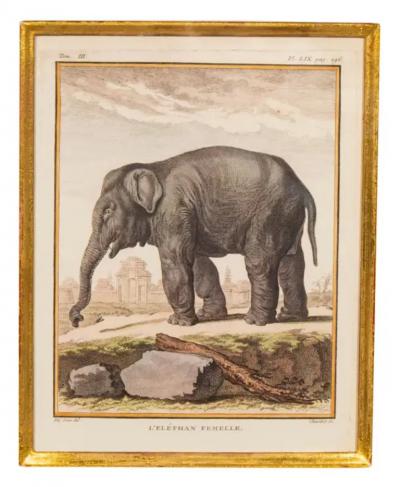 Set Of Four Engravings Of African Animals