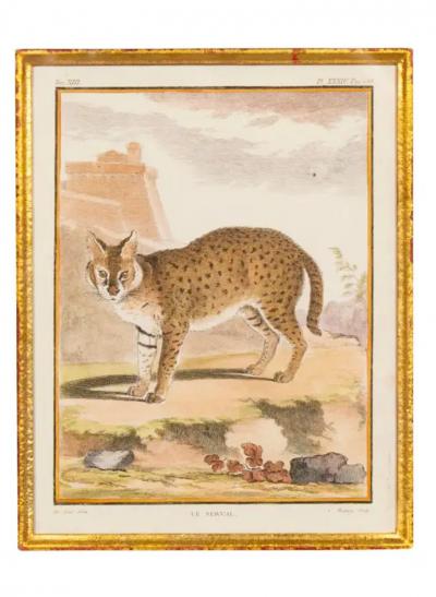 Set Of Four Engravings Of African Animals