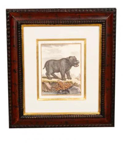 Set Of Four Engravings Of African Animals