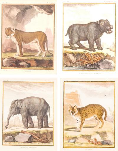 Set Of Four Engravings Of African Animals