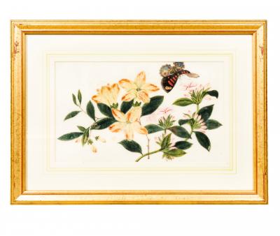 Set Of Six Chinese Export Framed Pith Paper Watercolor Botanicals