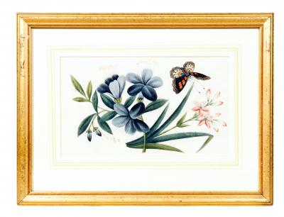 Set Of Six Chinese Export Framed Pith Paper Watercolor Botanicals
