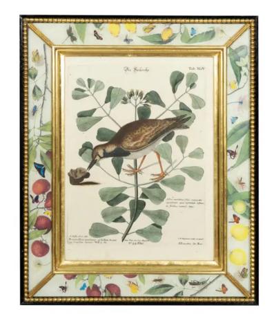 Set Of Six Framed Ornithological Prints