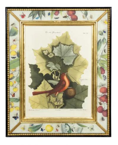 Set Of Six Framed Ornithological Prints