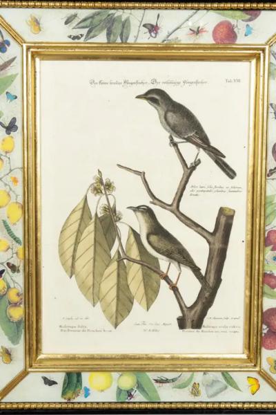 Set Of Six Framed Ornithological Prints