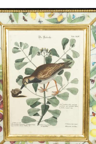 Set Of Six Framed Ornithological Prints