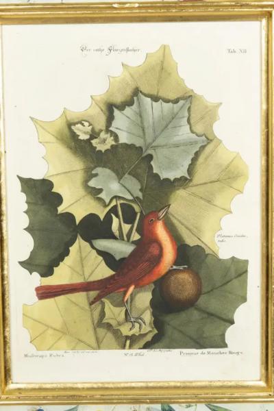 Set Of Six Framed Ornithological Prints