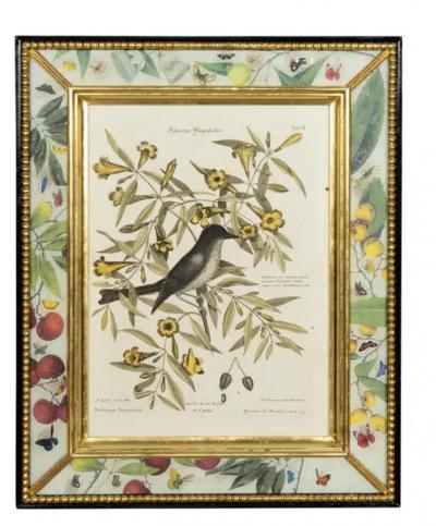 Set Of Six Framed Ornithological Prints