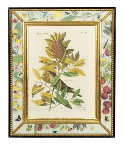 Set Of Six Framed Ornithological Prints