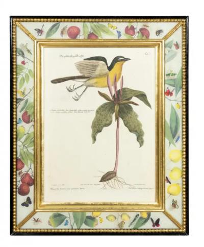 Set Of Six Framed Ornithological Prints