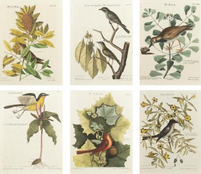 Set Of Six Framed Ornithological Prints