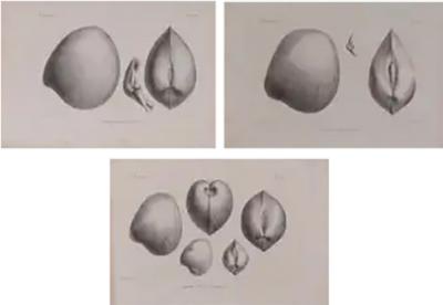 Set of 3 19th Century Black and White Seashell Engravings