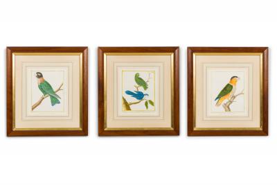 Set of 3 English Victorian Prints of Various Birds in Different Colors