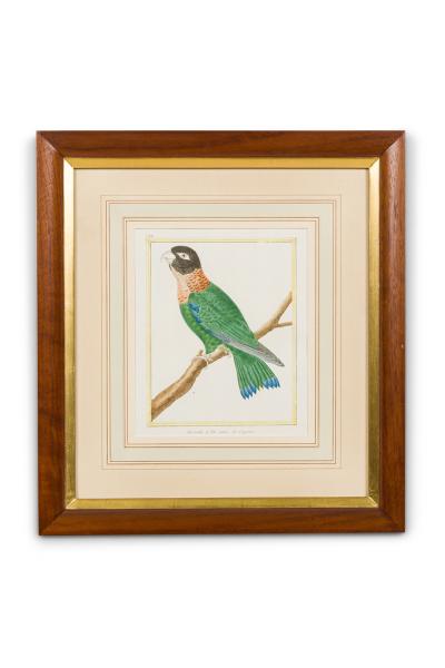 Set of 3 English Victorian Prints of Various Birds in Different Colors