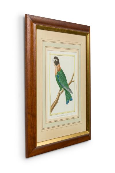 Set of 3 English Victorian Prints of Various Birds in Different Colors