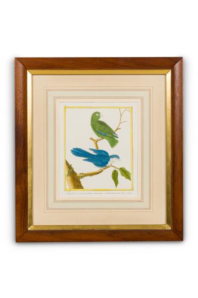 Set of 3 English Victorian Prints of Various Birds in Different Colors