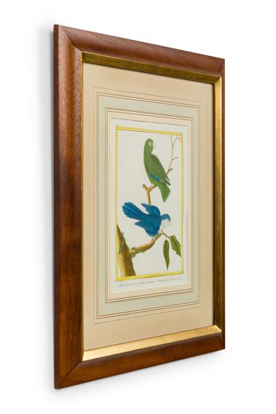 Set of 3 English Victorian Prints of Various Birds in Different Colors